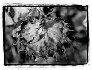 deadbloom35mm.jpg